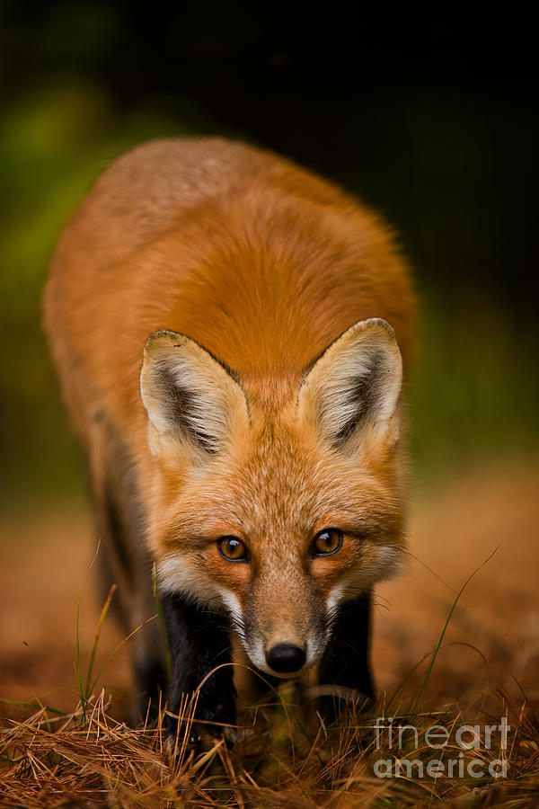 Red Fox Pictures 161 by World Wildlife Photography Red Fox Pictures 161 by World Wildlife Photography