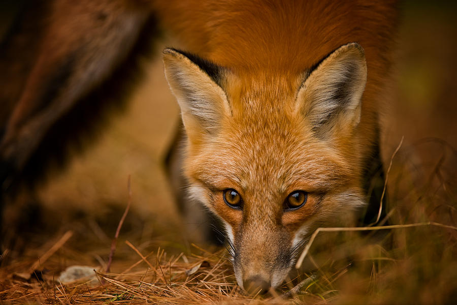 Red Fox Pictures 162 by World Wildlife Photography Red Fox Pictures 162 by World Wildlife Photography