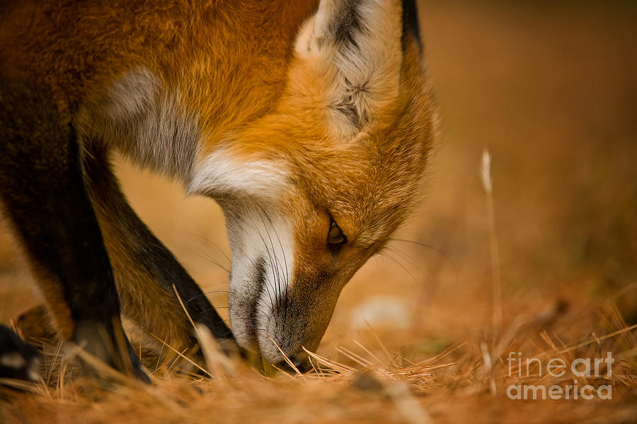 Red Fox Pictures 164 by World Wildlife Photography Red Fox Pictures 164 by World Wildlife Photography