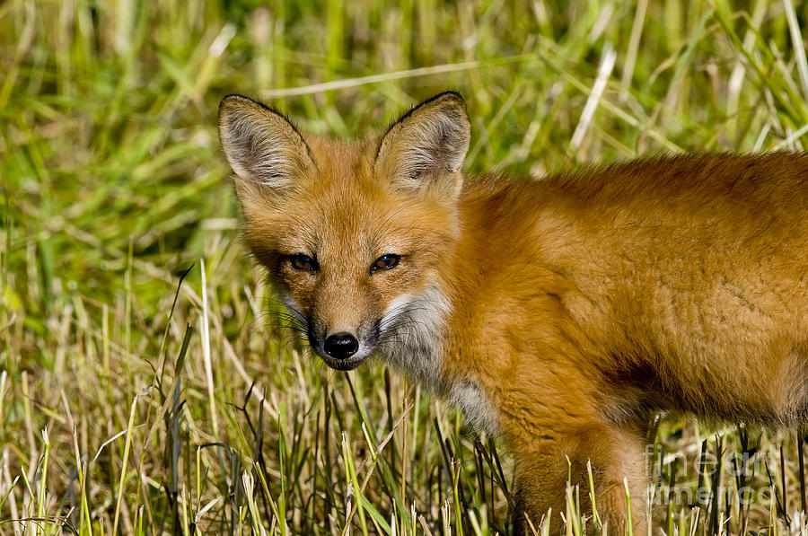 Red Fox Pictures 34 by World Wildlife Photography Red Fox Pictures 34 by World Wildlife Photography