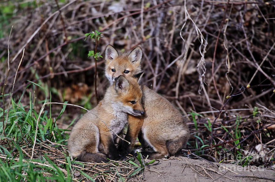 Red Fox Pictures 65 by World Wildlife Photography Red Fox Pictures 65 by World Wildlife Photography