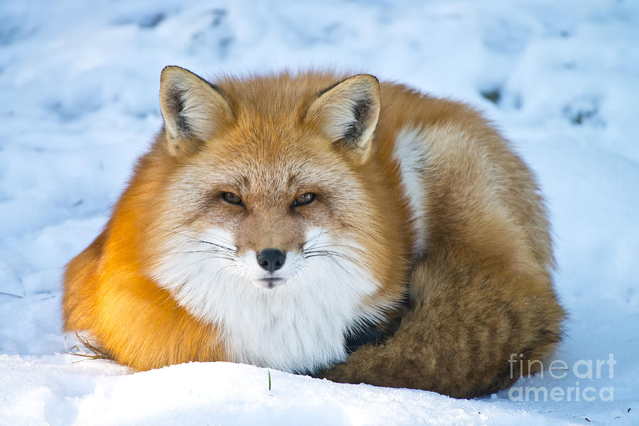 Red Fox Pictures 98 by World Wildlife Photography Red Fox Pictures 98 by World Wildlife Photography