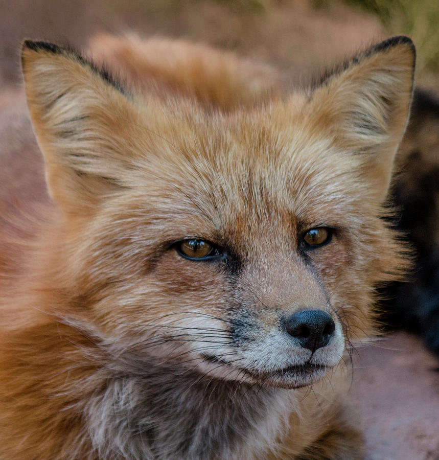 Red Fox Portrait 2 Photograph by Teresa Wilson
