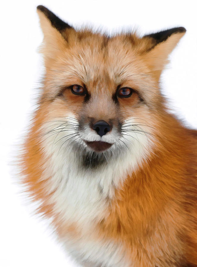 Red Fox Portrait Photograph by Athena Mckinzie
