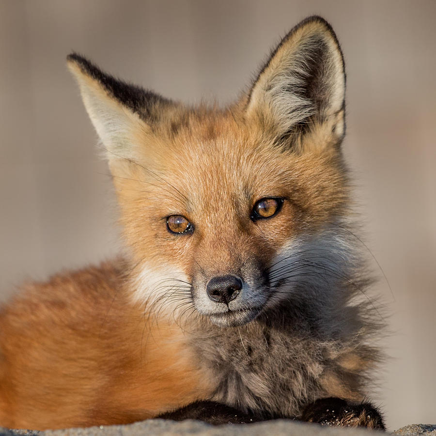 Red Fox Portrait Photograph by Bill Wakeley