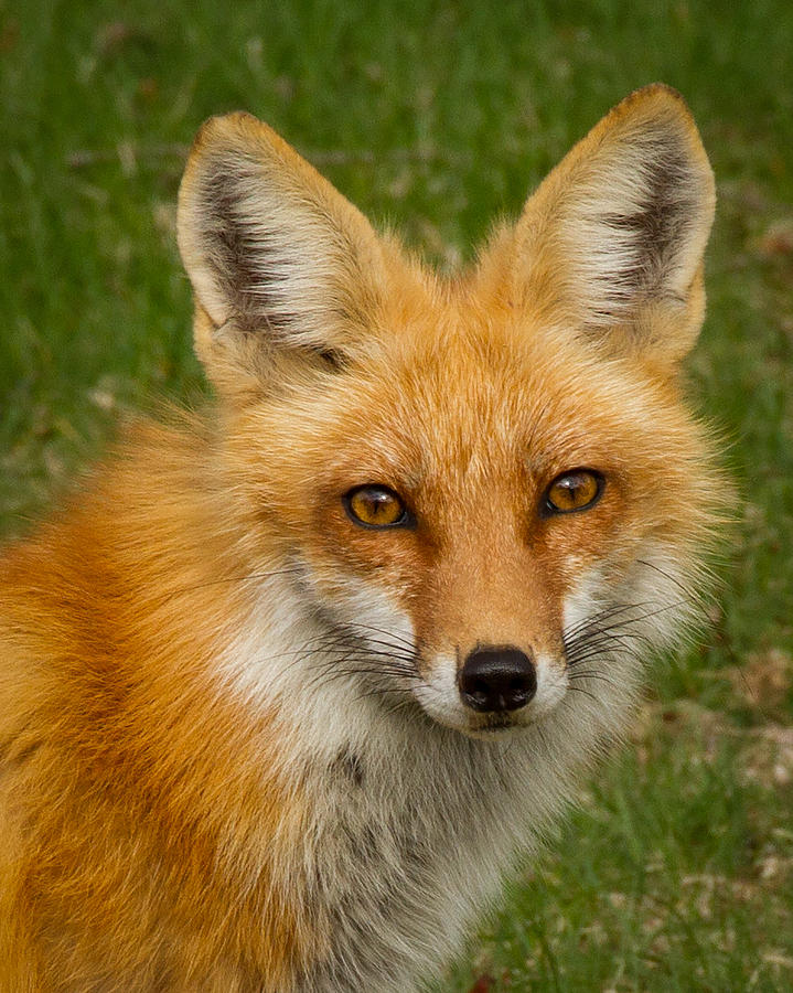 Red Fox Portrait Photograph by Brian Caldwell