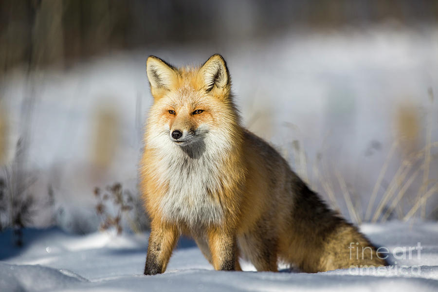 Grand Teton National Park Photograph - Red Fox Portrait by Daryl L Hunter