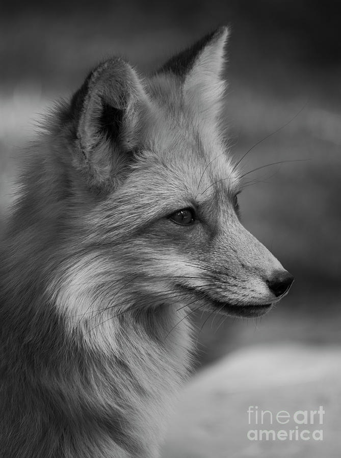 Red Fox Portrait in Black and White Photograph by Teresa Wilson