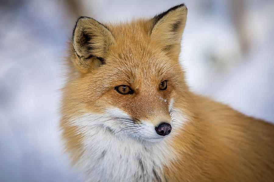 Red Fox portrait in Hokkaido Japan  Photograph by Steven Upton