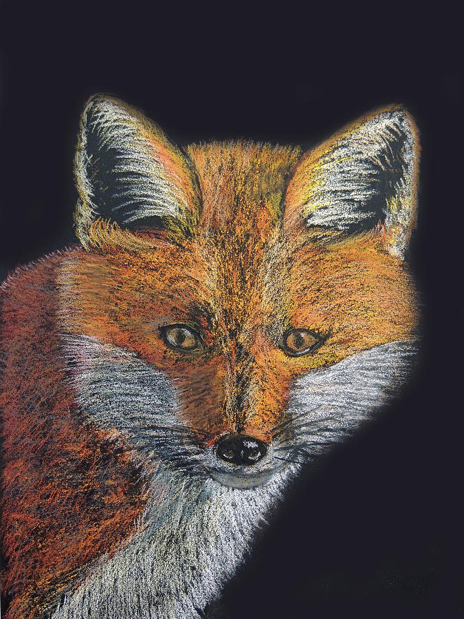 Red Fox Portrait Pastel by Jayne Wilson