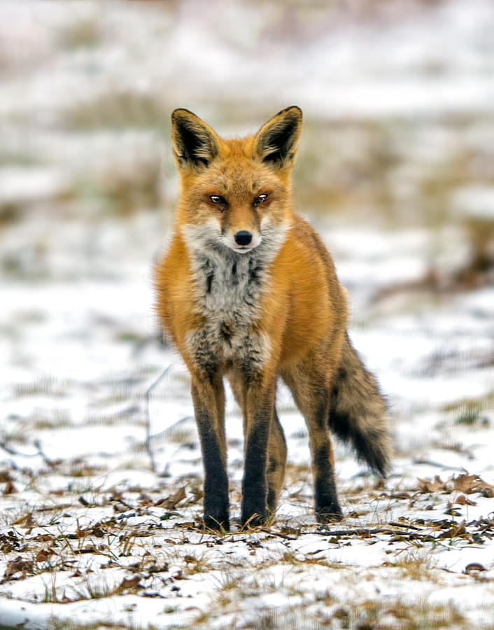 Red Fox Portrait Photograph by William Bitman