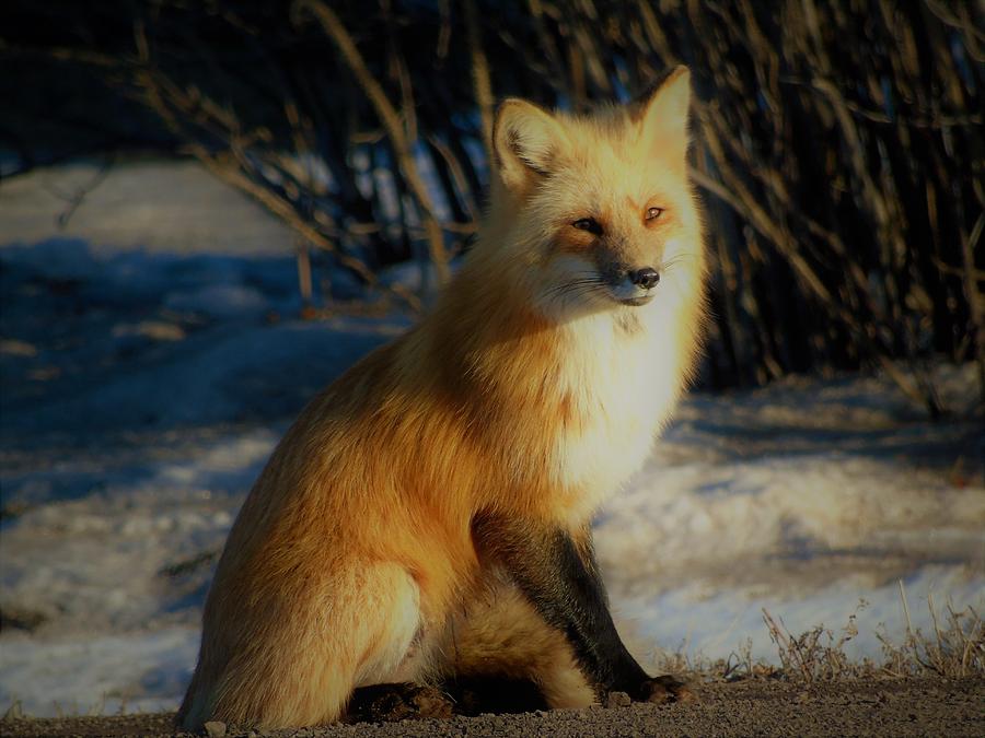 Wildlife Photograph - Red Fox Posing 2 by Tracy Bell