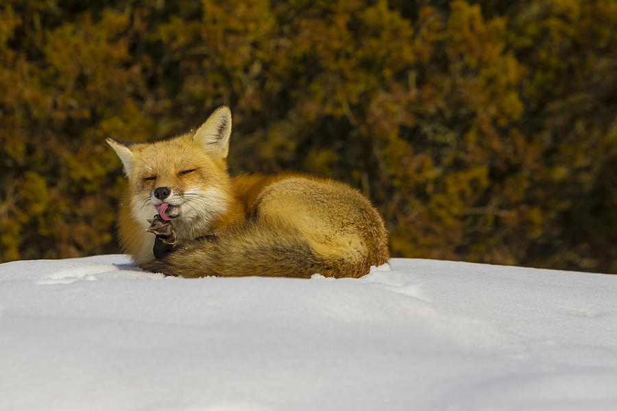 Red Fox Grooming Photograph by Susan Candelario