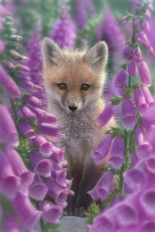 Red Fox Pup - Foxgloves Painting by Collin Bogle