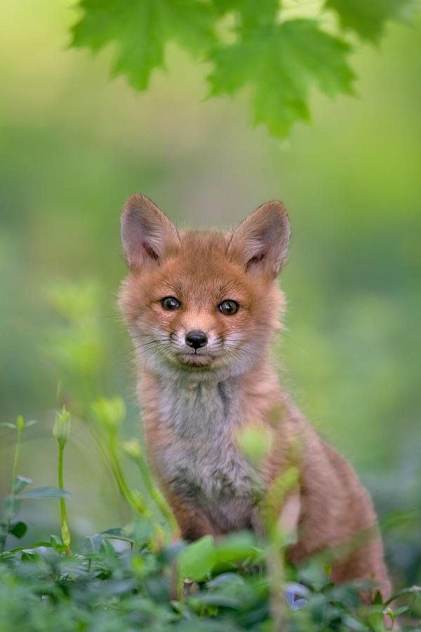 Fox Photograph - Red Fox Pup by Nick Kalathas