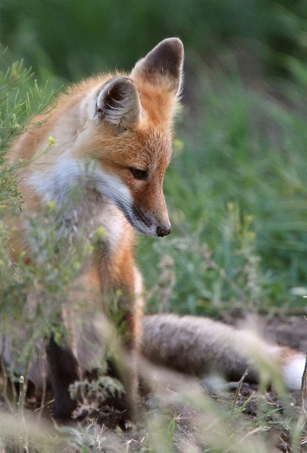 Wildlife Digital Art - Red Fox pup outside its den by Mark Duffy