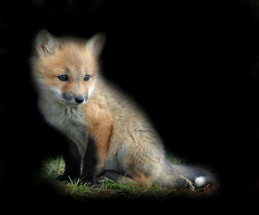 Wildlife Photograph - Red Fox Pup Portrait 2 by Tracy Bell