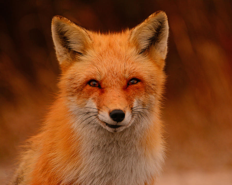 Red Fox Photograph by Raymond Salani III