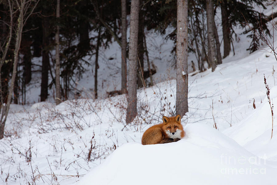 Red Fox Resting Spot In Winter Snow Forest Photograph
