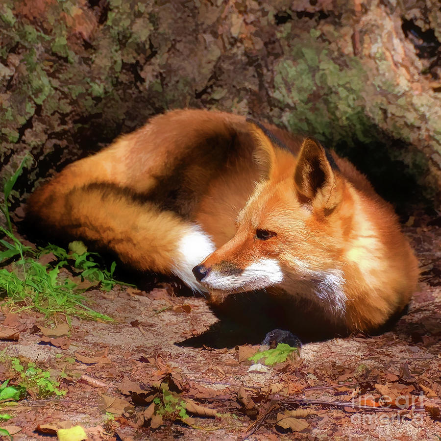 Red Fox Resting Square Photograph by Kathy Baccari