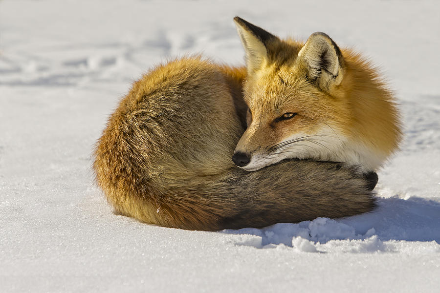 Red Fox Resting Photograph by Susan Candelario