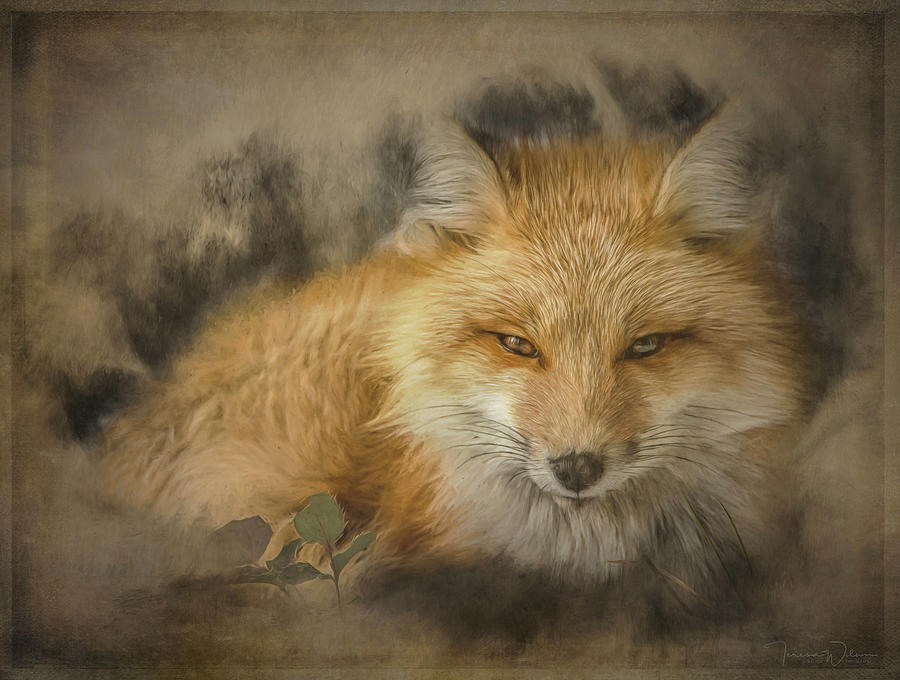 Red Fox Resting Photograph by Teresa Wilson