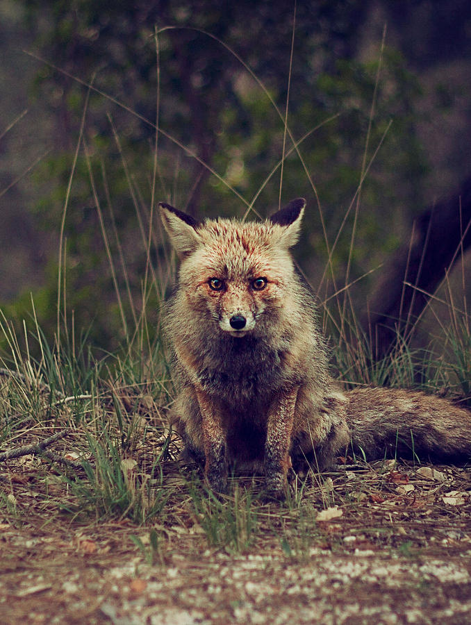 Red Fox Photograph by  Newwwman