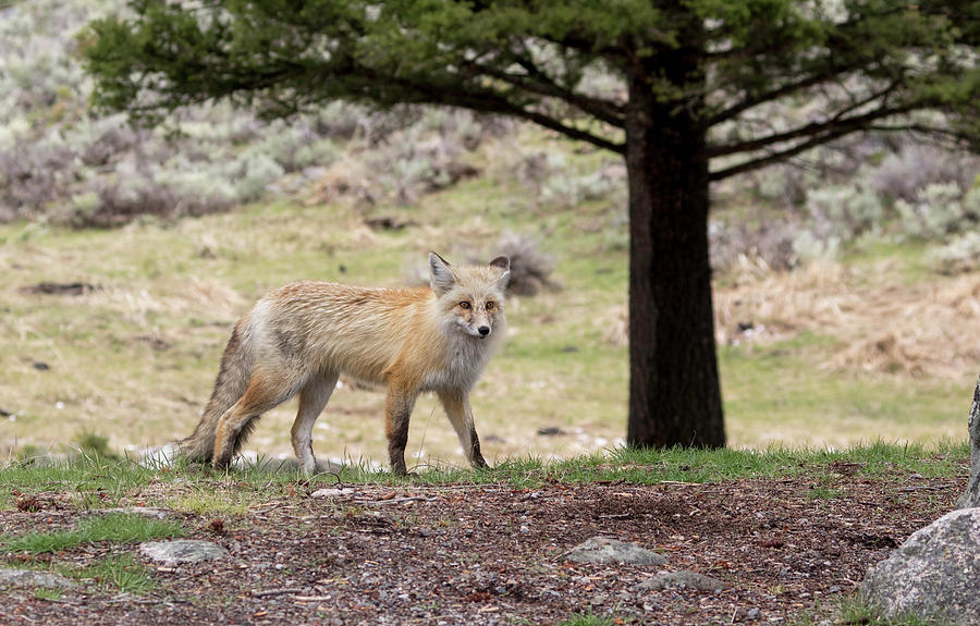 Red Fox Photograph by Ronnie And Frances Howard