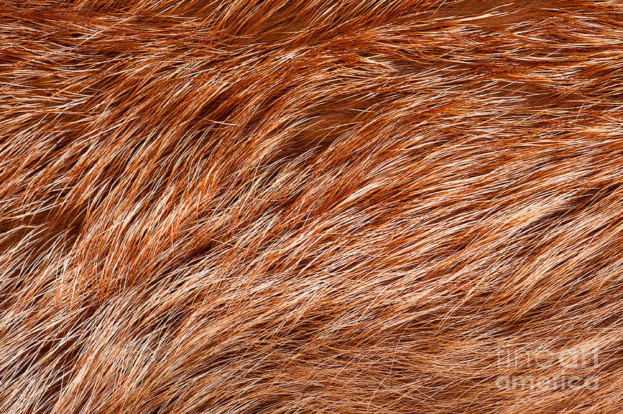 Red fox rough fur texture Photograph by Arletta Cwalina