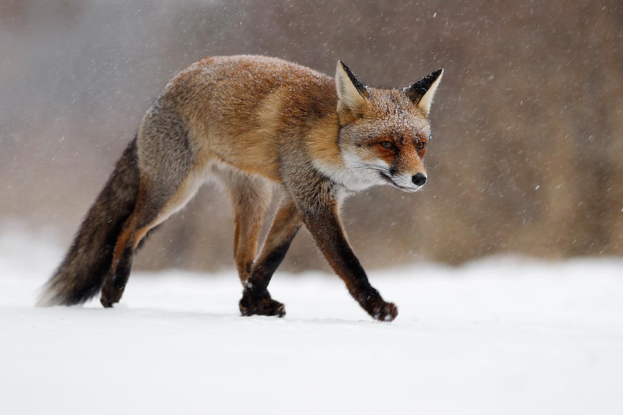 Fox Photograph - Red fox  running through a snowshower by Roeselien Raimond