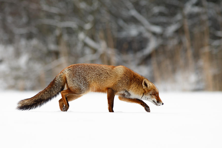 Fox Photograph - Red Fox Running Through a White World by Roeselien Raimond