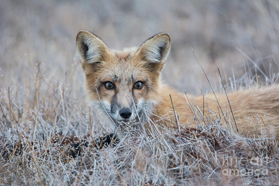 Red Fox - San Juan Islands Photograph by John Greco