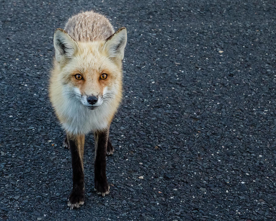 Red fox Photograph by SAURAVphoto Online Store