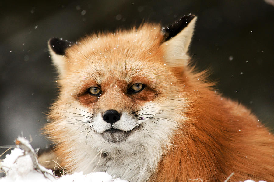 Red Fox Photograph by Scott Read