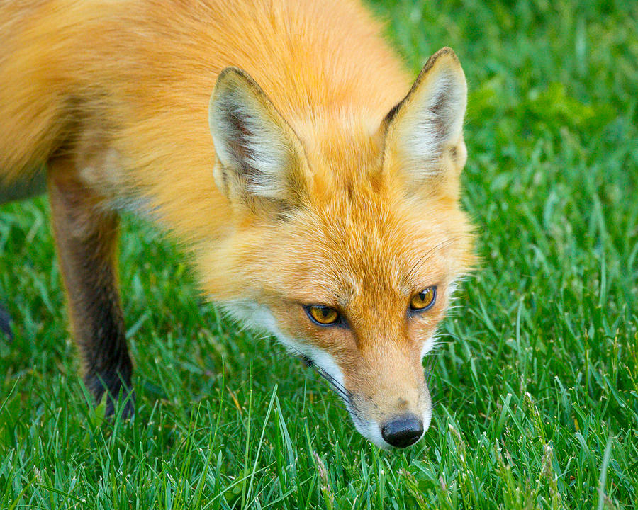 Red Fox Searching Photograph by Brian Caldwell