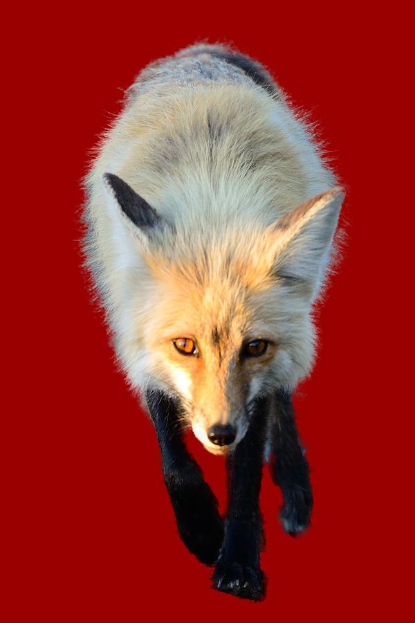 Red Fox Shirt Photograph by Greg Norrell