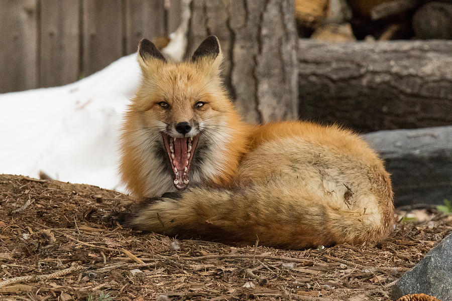 Red Fox Showcases its Big Teeth Photograph by Tony Hake