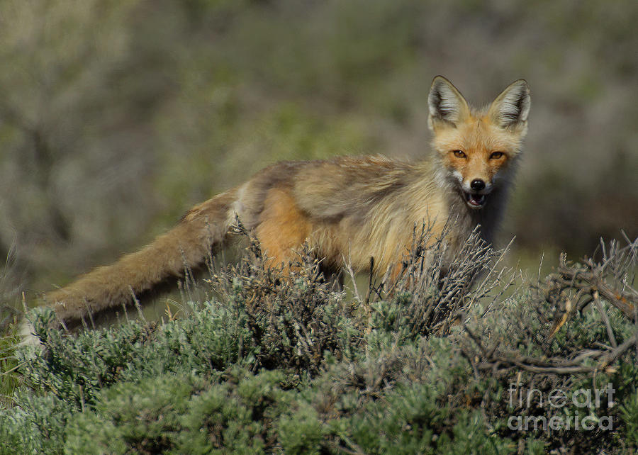 Red Fox-Signed-#3893 Photograph by J L Woody Wooden