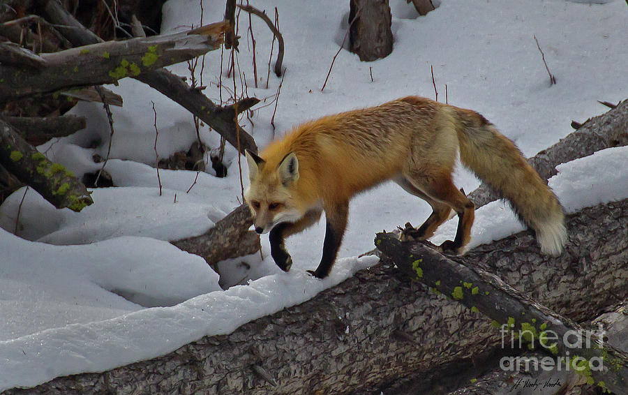 Red Fox-Signed-#5832 Photograph by J L Woody Wooden