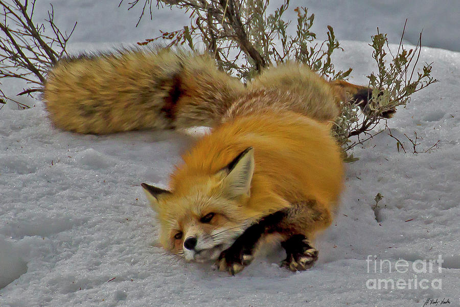 Red Fox-Signed-#5850 Photograph by J L Woody Wooden