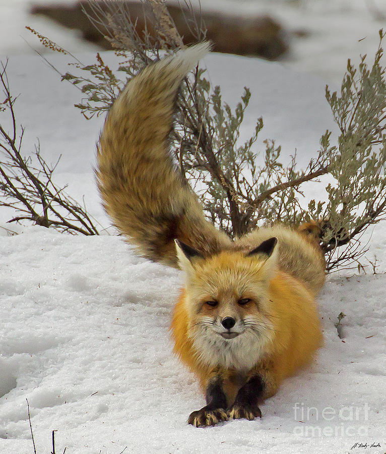 Red Fox-Signed-#5857 Photograph by J L Woody Wooden