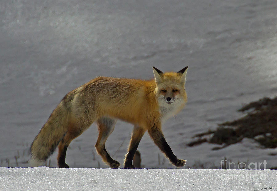 Red Fox-Signed-#5897 Photograph by J L Woody Wooden