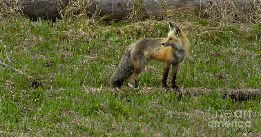 Red Fox-Signed-#6028 Photograph by J L Woody Wooden