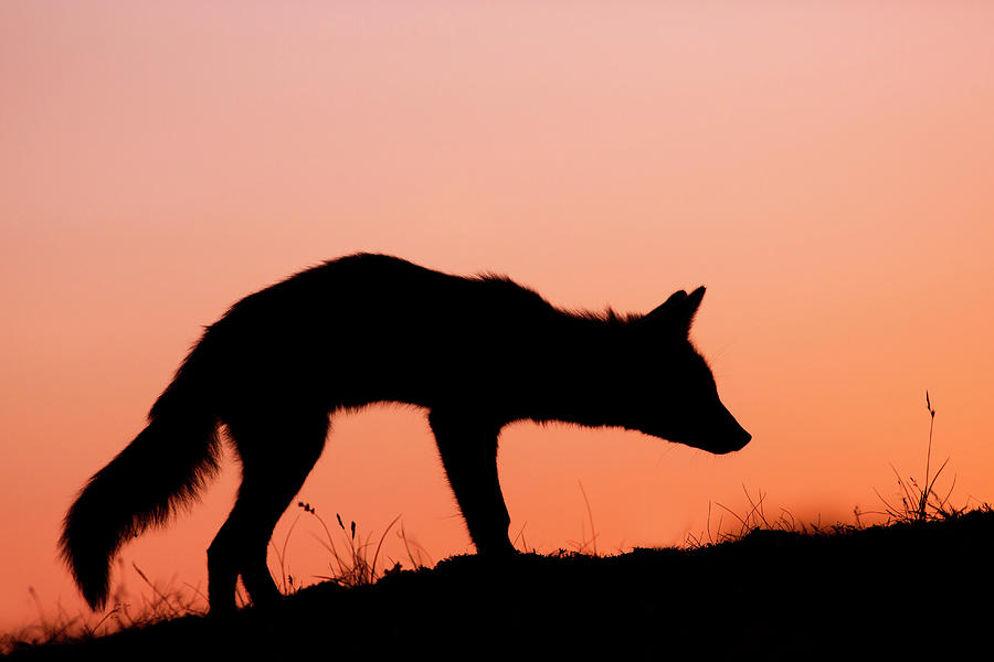 Animal Photograph - Red Fox Silhouette at Sunset by Roeselien Raimond