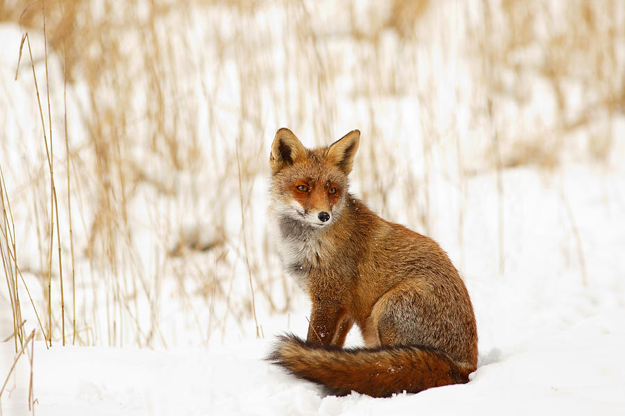 Fox Photograph - Red Fox Sitting in the Snow by Roeselien Raimond