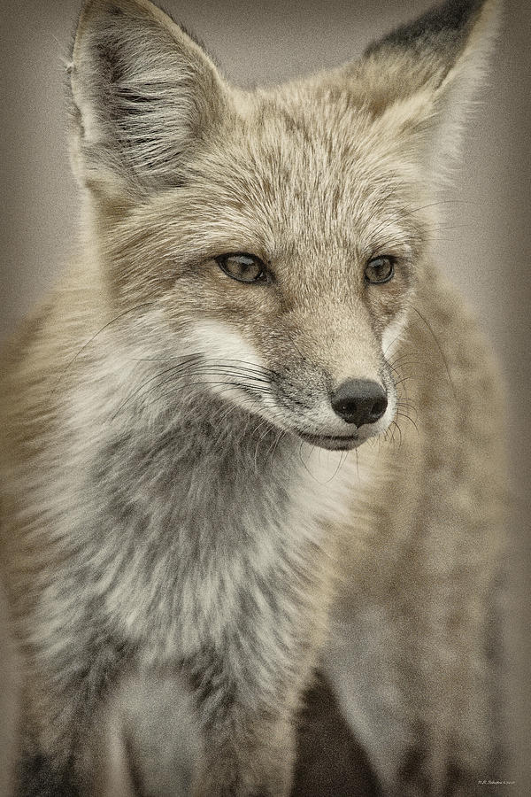 Red Fox Six Photograph by WB Johnston