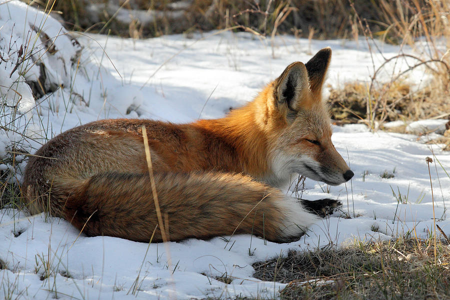 Red fox Sleeping in the snow Photograph by Pierre Leclerc Photography