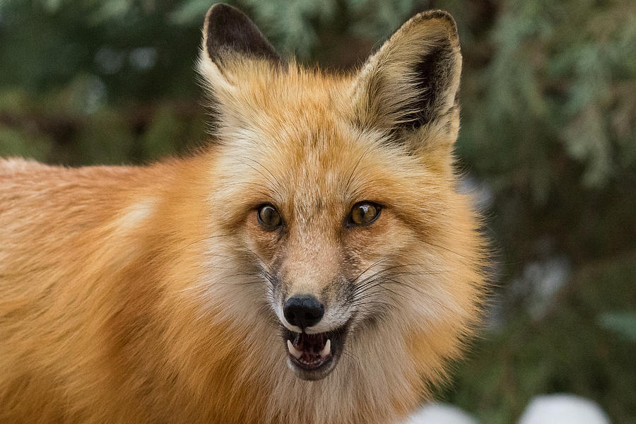 Red Fox Smiles For a Picture Photograph by Tony Hake