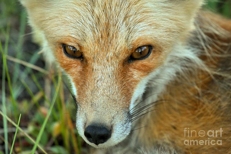 Red Fox Soft Eyes Photograph by Adam Jewell