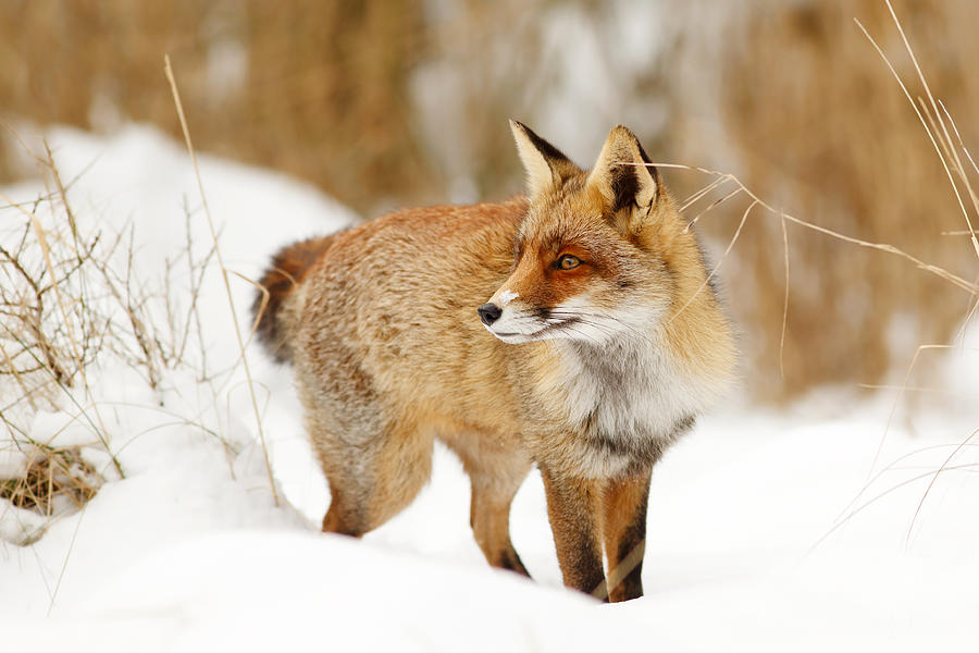 Fox Photograph - Red Fox Standing in the Snow by Roeselien Raimond